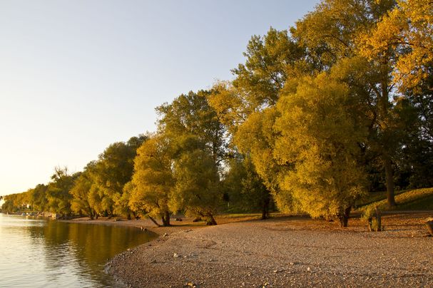 Donaulandschaft, Danube landscape